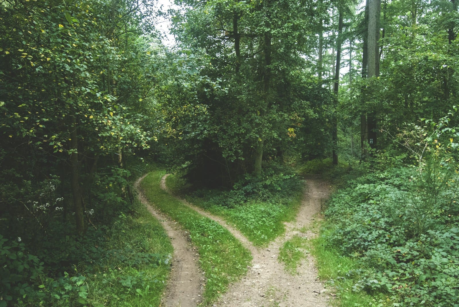 A path forking through woodland, representing a choice of direction