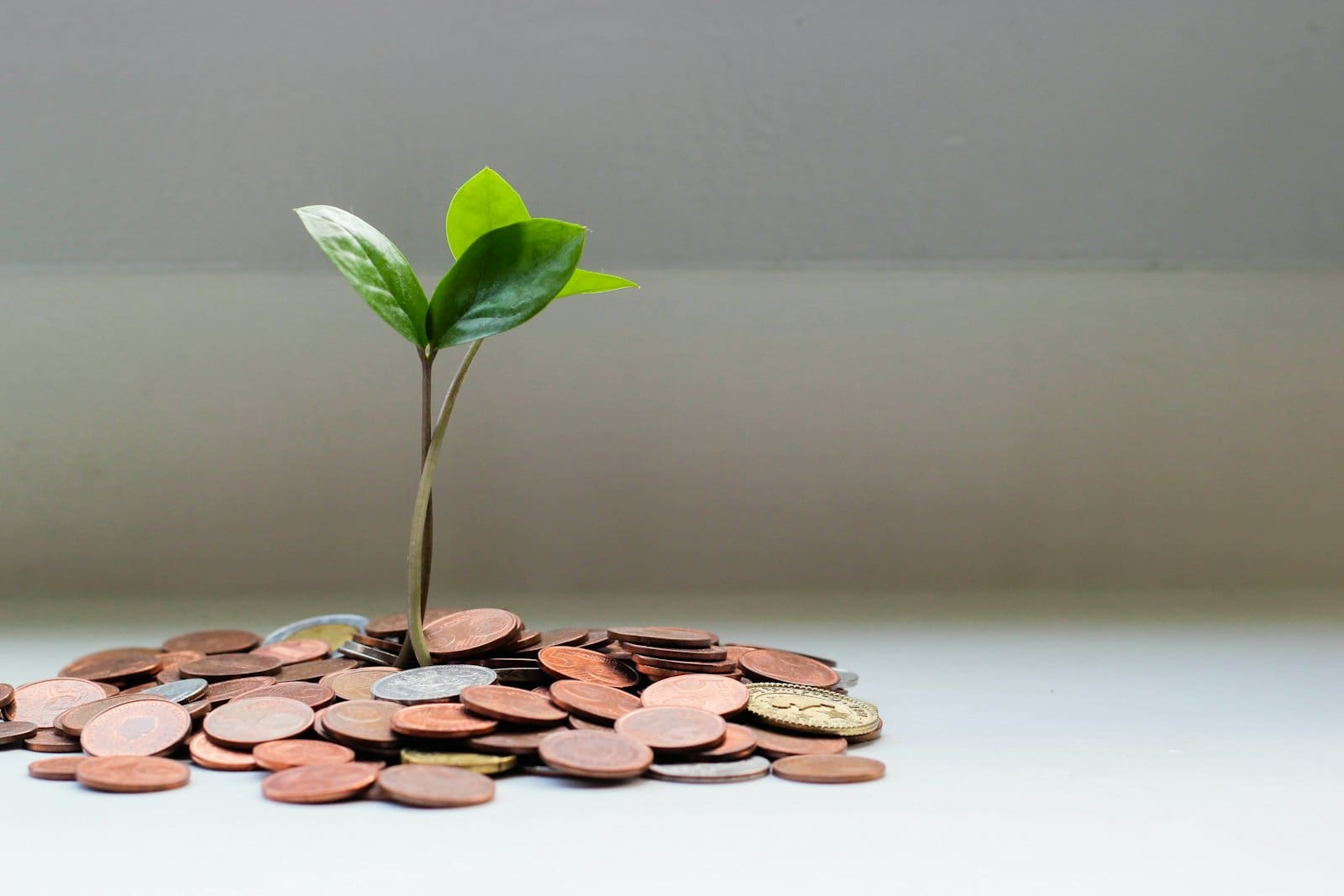 A stack of coins with a small plant growing from it